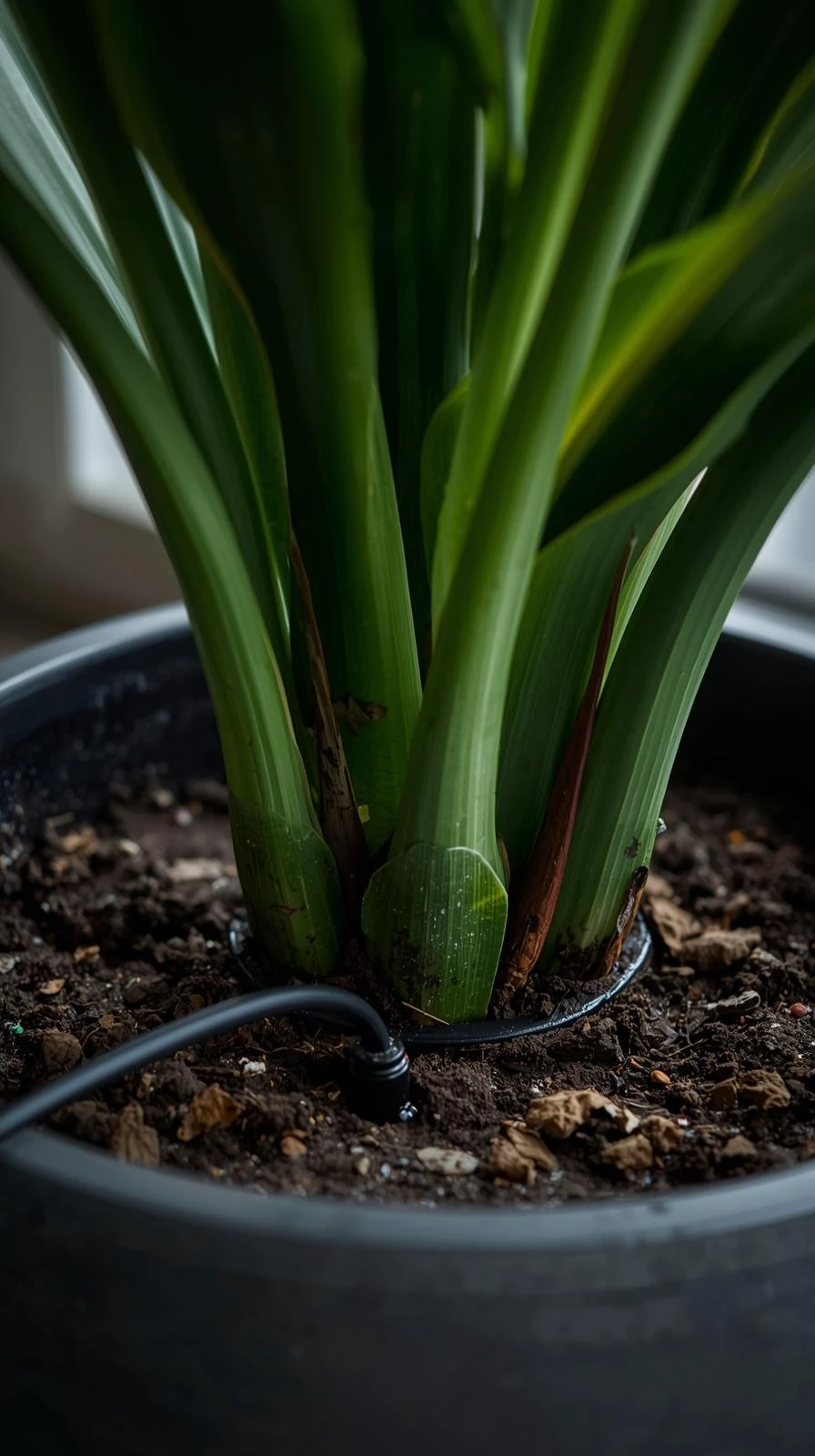Gros plan sur un système d'arrosage automatique (goutte-à-goutte) avec un tuyau noir et un goutteur placés dans la terre d'un grand pot.