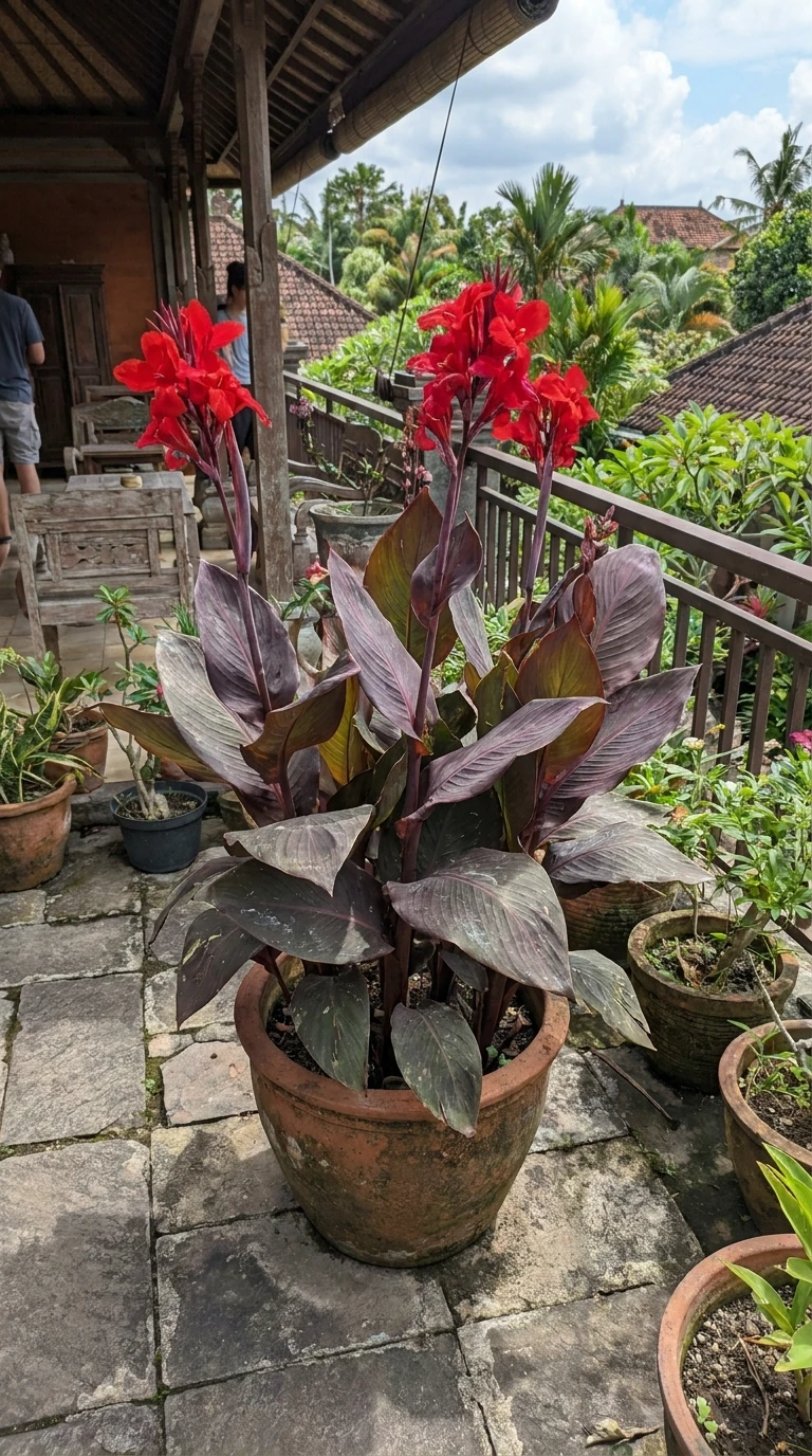 Canna Indica Grandes Feuilles Colorées