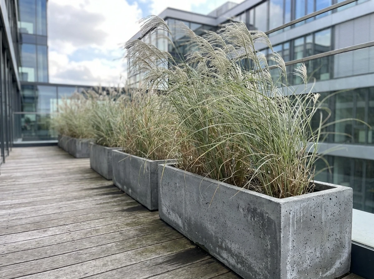 Graminées Miscanthus en Bacs Béton Rectangulaires