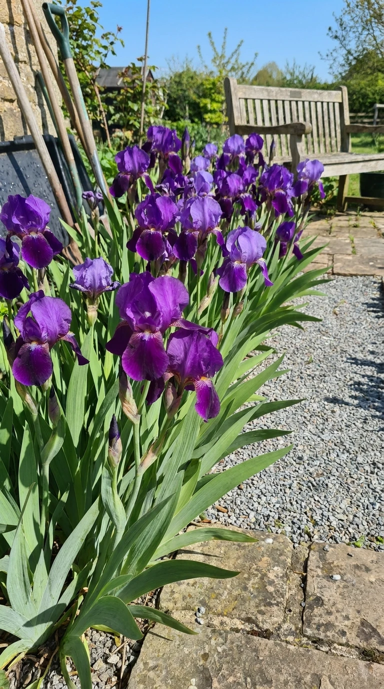 Iris Germanica en Bordure - Beauté Violette d'Avril